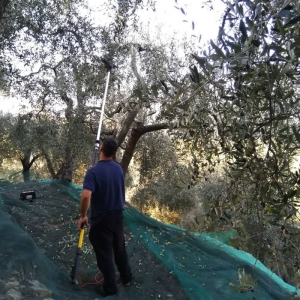 Olive harvest at the Belollari farm in Pontedassio in the province of Imperia.