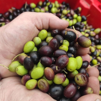 Bocal d'olives taggiasca dans l'huile. Vente d'olives Taggiasca dénoyautées.