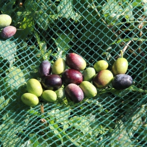 Récolte des olives Taggiasca sur la Riviera ligure occidentale. L'exploitation agricole Belollari.
