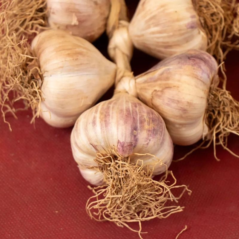 Ail de Vessalico 5 têtes (taille 30/40)